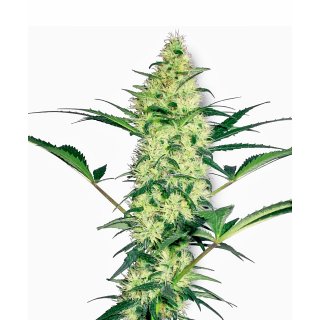 White Label Seeds White Diesel female 10er