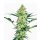 White Label Seeds White Diesel female 10er