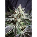 Sweet Seeds Black Jack female 3er