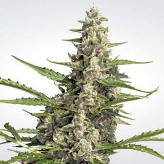 Paradise Seeds Pandora autofem 5er