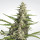 Paradise Seeds Pandora autofem 5er