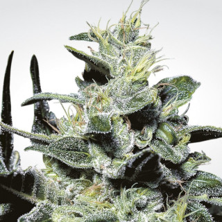 Paradise Seeds Nebula female 5er