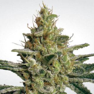 Paradise Seeds Allkush female 5er