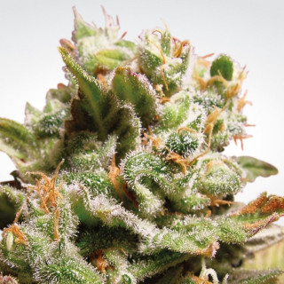 Paradise Seeds Dutch Dragon female 5er