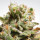 Paradise Seeds Dutch Dragon female 5er