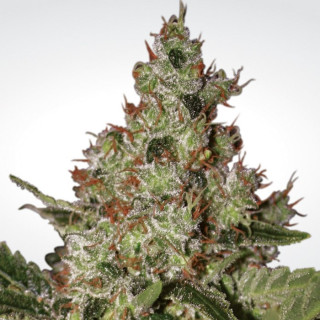 Paradise Seeds Acid female 10er