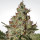 Paradise Seeds Acid female 10er
