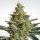 Paradise Seeds Allkush female 10er