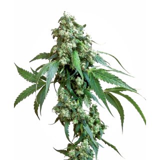 Sensi Seeds Jack Flash regular 10er