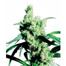 Sensi Seeds Silver Haze regular 10er