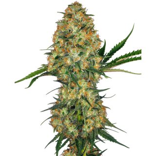 Sensi Seeds Hindu Kush regular 10er