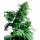 Sensi Seeds Shiva Shanti regular 10er