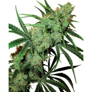 Sensi Seeds Fruity Juice regular 10er