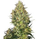 Sensi Seeds Shiva Skunk regular 10er