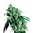 Sensi Seeds Super Skunk regular 10er