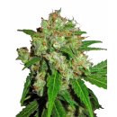 Sensi Seeds Sensi Skunk regular 10er