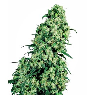 Sensi Seeds Skunk #1 female 5er