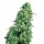 Sensi Seeds Skunk #1 female 5er
