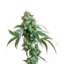 Sensi Seeds Jack Flash #5 female 10er