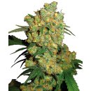 Sensi Seeds Big Bud female 10er