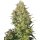 Sensi Seeds Shiva Skunk female 10er