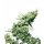 Sensi Seeds Jamaican Pearl regular 10er