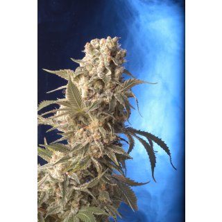 Serious Seeds AK 47 female 6er