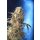 Serious Seeds AK 47 female 6er