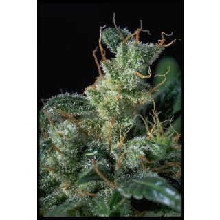 Serious Seeds Kali Mist regular 11er