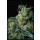 Serious Seeds Kali Mist regular 11er