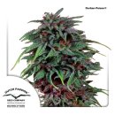 Dutch Passion Durban Poison regular 10er