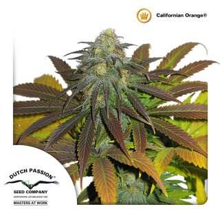 Dutch Passion California Orange female 10er