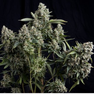 Pyramid Seeds Tutankhamon female 5er