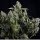 Pyramid Seeds Tutankhamon female 5er
