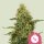 Royal Queen Seeds Northern Light female 5er