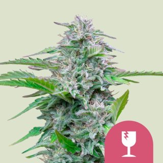Royal Queen Seeds Critical female 3er