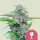 Royal Queen Seeds Critical female 3er