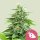 Royal Queen Seeds Fruit Spirit female 3er