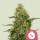Royal Queen Seeds Northern Light female 10er