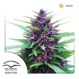 Dutch Passion Shaman regular 10er