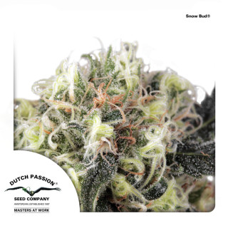Dutch Passion Snow Bud female 10er