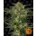 Barneys Farm LSD female 5er