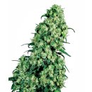 Sensi Seeds Skunk #1 female 10er