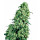Sensi Seeds Skunk #1 female 10er