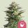 Royal Queen Seeds Amnesia Haze female 5er