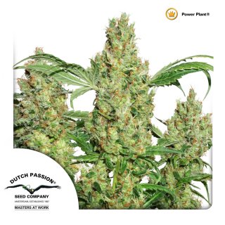 Dutch Passion Power Plant regular 10er
