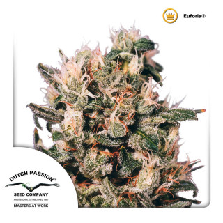 Dutch Passion Euforia regular 10er