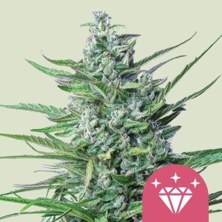 Royal Queen Seeds Special Kush #1 female 3er