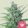 Royal Queen Seeds Special Kush #1 female 3er