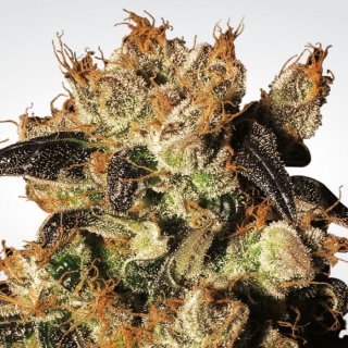 Paradise Seeds White Berry female 5er